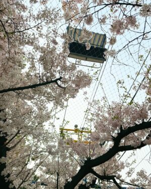 Han Jae-in Instagram - 꽃비 다 내리기 전에 🌸