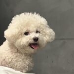 Han Bo-reum Instagram - 블링이 12살? 아직 아가임