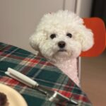 Han Bo-reum Instagram - 블링이 12살? 아직 아가임