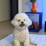 Han Bo-reum Instagram - 블링이 12살? 아직 아가임