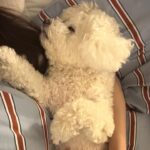 Han Bo-reum Instagram - 블링이 12살? 아직 아가임