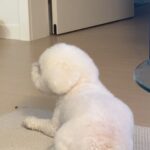 Han Bo-reum Instagram - 블링이 엄마 다녀오신뒤로..🥲 언니 집은 잠깐 놀러만 올래여 집가고 싶어요 😖