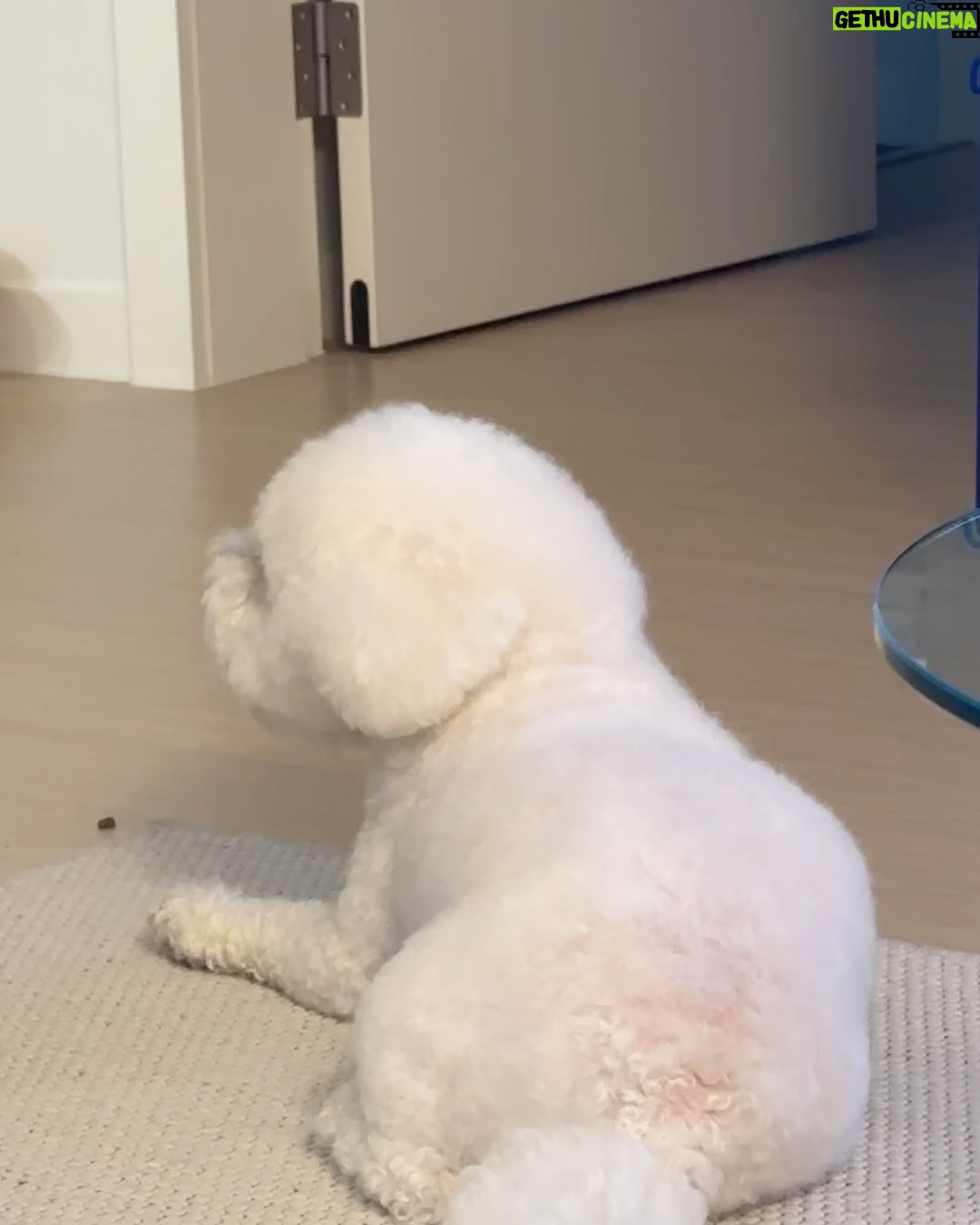 Han Bo-reum Instagram - 블링이 엄마 다녀오신뒤로..🥲 언니 집은 잠깐 놀러만 올래여 집가고 싶어요 😖