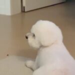 Han Bo-reum Instagram - 블링이 엄마 다녀오신뒤로..🥲 언니 집은 잠깐 놀러만 올래여 집가고 싶어요 😖