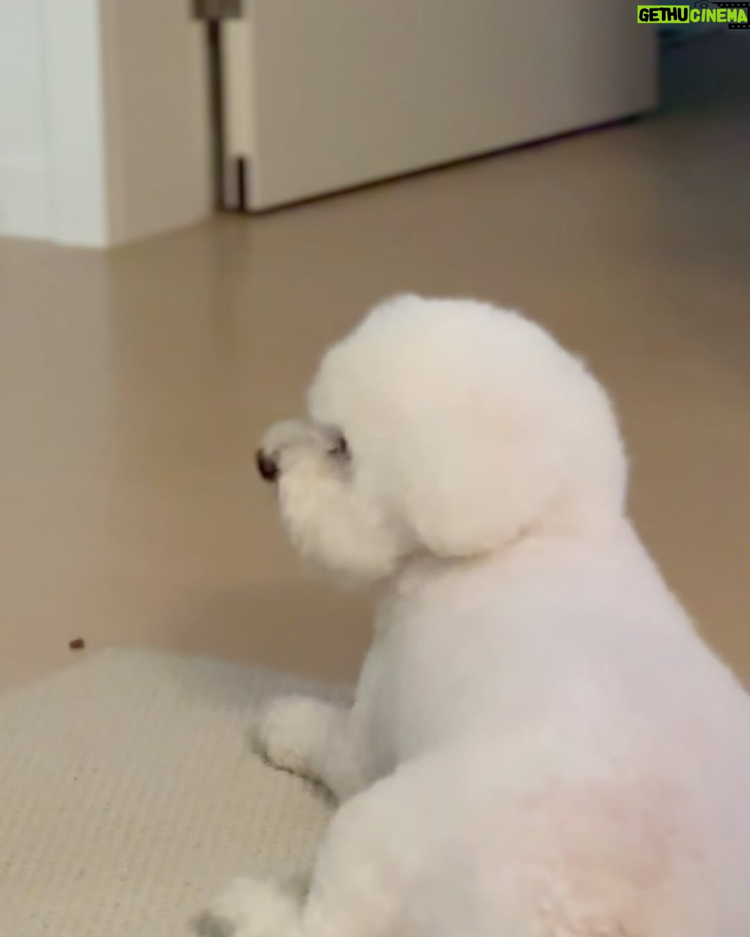 Han Bo-reum Instagram - 블링이 엄마 다녀오신뒤로..🥲 언니 집은 잠깐 놀러만 올래여 집가고 싶어요 😖
