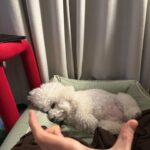 Han Bo-reum Instagram - 블링이 12살? 아직 아가임