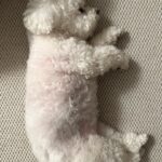 Han Bo-reum Instagram - 블링이 12살? 아직 아가임