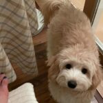 Han Ji-eun Instagram – 요염한 보스🤫