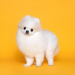 Han Seung-yeon Instagram - 너무 이뻐 진하던 코끝, 털색이 빠져도, 몸이 아파도 내가 들어오는 소리를 가끔 못 들어도 이쁜 내 강아지들 사랑해 #힘내자 #땡큐스튜디오