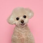 Han Seung-yeon Instagram - 너무 이뻐 진하던 코끝, 털색이 빠져도, 몸이 아파도 내가 들어오는 소리를 가끔 못 들어도 이쁜 내 강아지들 사랑해 #힘내자 #땡큐스튜디오