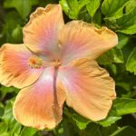 Hana Hayes Instagram – (Second) to last Cancun dump 🌺