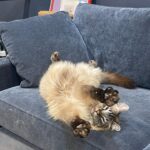 Hana Hayes Instagram – Serotonin boost for finals week