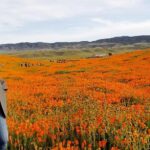 Hana Mae Lee Instagram – Gorgeous super bloom. 🥰