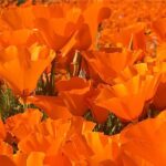 Hana Mae Lee Instagram – Gorgeous super bloom. 🥰