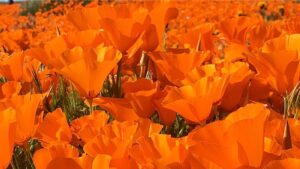Hana Mae Lee Instagram - Gorgeous super bloom. 🥰