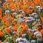 Hana Mae Lee Instagram – Gorgeous super bloom. 🥰