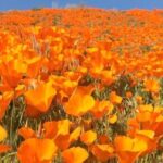 Hana Mae Lee Instagram – Gorgeous super bloom. 🥰