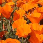 Hana Mae Lee Instagram – Gorgeous super bloom. 🥰