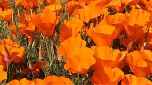 Hana Mae Lee Instagram - Gorgeous super bloom. 🥰