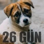 Hande Ataizi Instagram – Sokak Hayvanları Sahipsiz Değildir! 🐈‍⬛ 🐶 

Storyde sizler için bir link bıraktım lütfen hepimiz linki imzalayarak sokak hayvanları için uygulanacak yasa tasarısına karşı mücadele etmemize yardımcı olun.

#sokakhayvanları #sokakhayvankarısahipsizdegildir