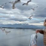 Hande Subaşı Instagram - It’s a therapy 🙌🏼🤍🪽 I 🫶🏼 all animals… 🎥 Filmed by: the housekeeper ☺️😄🙏🏼 #seagull #animalslover #cruise #chips #norway
