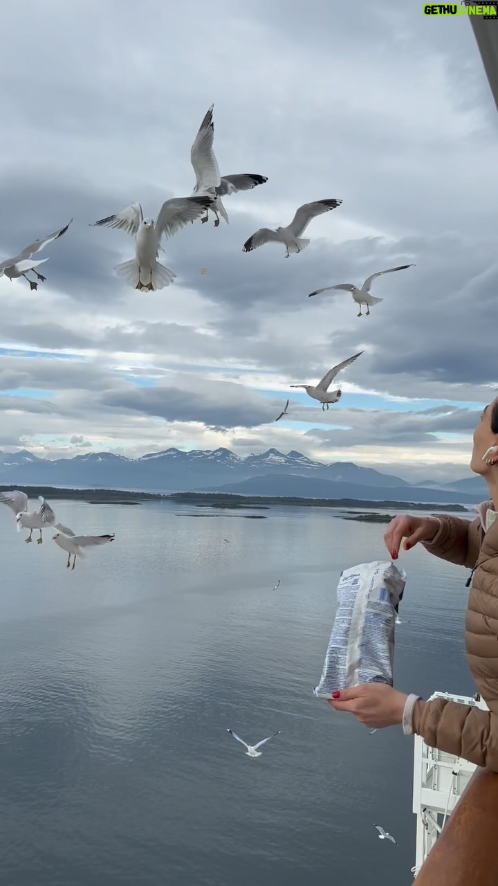 Hande Subaşı Instagram - It’s a therapy 🙌🏼🤍🪽 I 🫶🏼 all animals… 🎥 Filmed by: the housekeeper ☺️😄🙏🏼 #seagull #animalslover #cruise #chips #norway