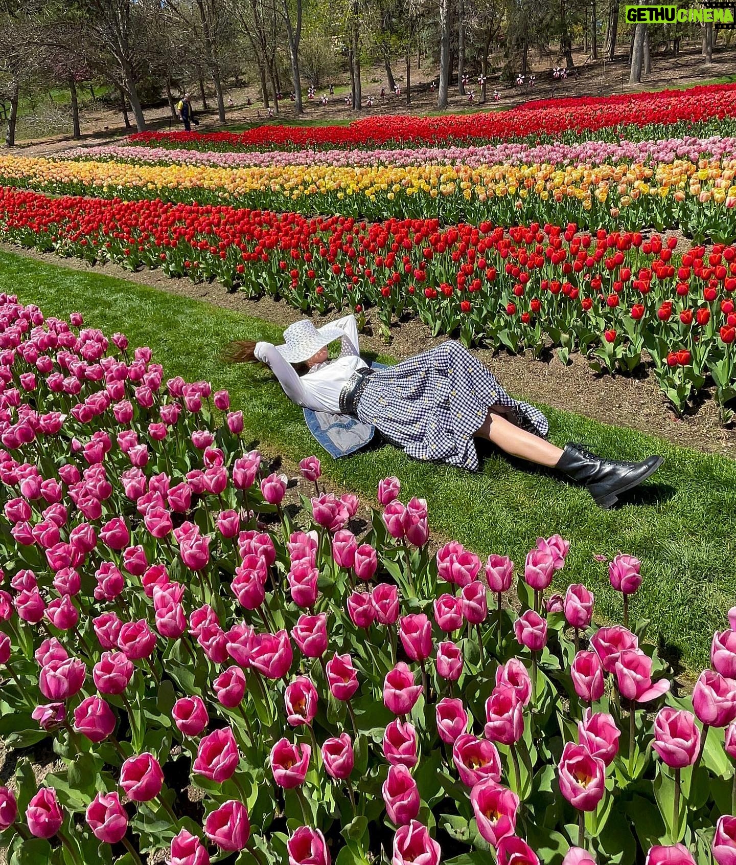 Haneia Maurer Instagram - Au milieux d’un arc-en-ciel de tulipes 🌷