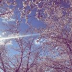 Haneia Maurer Instagram - 🌸cherry blossom🌸