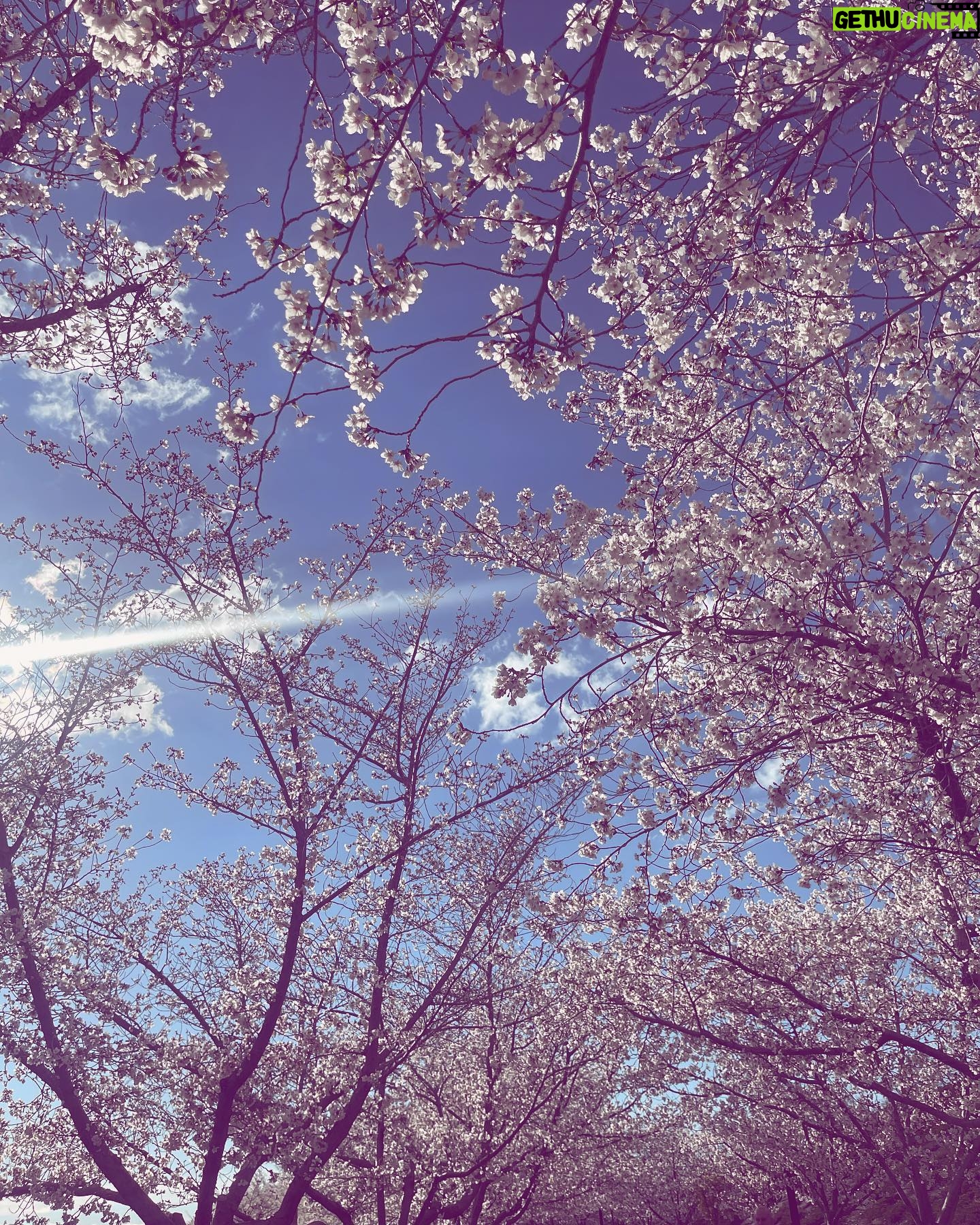 Haneia Maurer Instagram - 🌸cherry blossom🌸