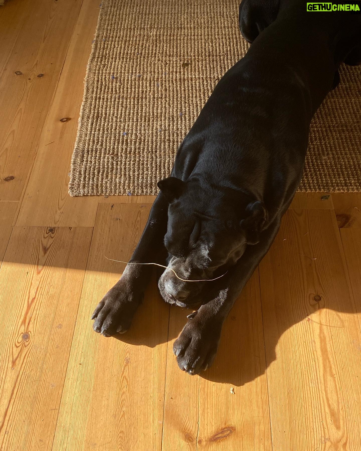 Hanna Hellquist Instagram - Det här, mina damer och herrar, är en riktig jävla toppenhund!