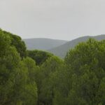 Hare Sürel Instagram - sarıp sarmalamak 🌳🌲🌴