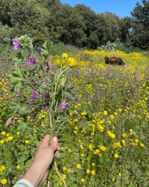 Hare Sürel Instagram - 🪸🌞☮️🌿🌸