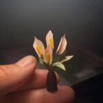 Hare Sürel Instagram - Sabah 7’den beri bu mini çiçeği yapmaya çalıştım. Olmadı, ellerim titriyordu. Akşama doğru tekrar denedim. Hala sabahın telaşını sırtında taşıyor, olsun, devam ettik, kusurlarıyla, bir yere vardık:)