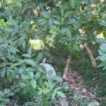 Hare Sürel Instagram – 🐇🌸🌿🦋