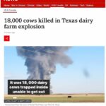 Harley Quinn Smith Instagram - I’m too heartbroken to put together my own words about the 18,000 cows that burned to death at a dairy farm earlier this week, so here are so here are some very excellent ones said by Dr Barnard. Repost from @drnealbarnard • 18,000 cows were killed in a fire on a Texas dairy farm. The cows were in a holding pen getting ready to be milked when they were burned alive and could not escape. This is horrible, but there are things that go on every day at dairies that should be enough for us not to support the industry. In order to produce milk, cows are artificially inseminated. When they give birth, the male calves are killed for veal and the female calves are raised in isolation until they are old enough to also be artificially inseminated. Cows can live to be around 20 years old, but after around 4 years on a dairy farm they are sold for slaughter. Milk and other dairy products are the top source of saturated fat in the American diet, contributing to heart disease, type 2 diabetes, and Alzheimer’s disease. Studies have also linked dairy to an increased risk of breast, ovarian, and prostate cancers. Meat and dairy is also bad for the planet. Methane from the meat and dairy industry is produced from manure and the digestion process of animals such as cows, sheep, and goats. Experts say that cutting emissions from methane, which is relatively short-lived but has around 80 times more warming potential than carbon dioxide, is critical in preventing catastrophic climate change. So ditch the dairy and meat. It’s good for the cows, it’s good for you, and it’s good for the environment. . . . #cows #vegan #govegan #dairy #dairyfarm