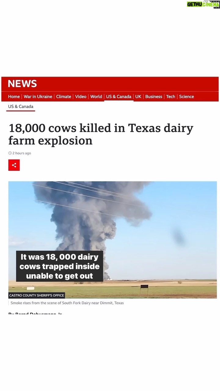 Harley Quinn Smith Instagram - I’m too heartbroken to put together my own words about the 18,000 cows that burned to death at a dairy farm earlier this week, so here are so here are some very excellent ones said by Dr Barnard. Repost from @drnealbarnard • 18,000 cows were killed in a fire on a Texas dairy farm. The cows were in a holding pen getting ready to be milked when they were burned alive and could not escape. This is horrible, but there are things that go on every day at dairies that should be enough for us not to support the industry. In order to produce milk, cows are artificially inseminated. When they give birth, the male calves are killed for veal and the female calves are raised in isolation until they are old enough to also be artificially inseminated. Cows can live to be around 20 years old, but after around 4 years on a dairy farm they are sold for slaughter. Milk and other dairy products are the top source of saturated fat in the American diet, contributing to heart disease, type 2 diabetes, and Alzheimer’s disease. Studies have also linked dairy to an increased risk of breast, ovarian, and prostate cancers. Meat and dairy is also bad for the planet. Methane from the meat and dairy industry is produced from manure and the digestion process of animals such as cows, sheep, and goats. Experts say that cutting emissions from methane, which is relatively short-lived but has around 80 times more warming potential than carbon dioxide, is critical in preventing catastrophic climate change. So ditch the dairy and meat. It’s good for the cows, it’s good for you, and it’s good for the environment. . . . #cows #vegan #govegan #dairy #dairyfarm