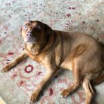 Harley Quinn Smith Instagram - Puppy… you and I had a complicated relationship. We rescued Marty when she was on the brink of death, she was in one of the worst states I have ever seen a dog in. She was so skinny, you could see every bone in her rib cage and she had rashes all over her body. She had no teeth because she was eating rocks on the streets out of starvation. As she recovered, she imprinted on my mom and then for the rest of her healthy life, she protected my mom with every ounce of her being. Every time anyone (including myself) came into the room, she went into defense mode immediately to keep my mom safe. Marty may have chased me out of the room 100 times, but it was beautiful to see how much she cared for my mom. It was the result of an animal being shown compassion by a human, she then in turn would become my mom’s guardian. The way Marty cared for my mom was so special, it was a once in a lifetime friendship. Thank you Marty for caring so much about the person I love the most, our mom. I will miss you so much. Rest In Peace puppy ❤️