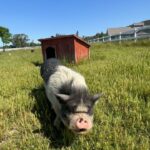 Harley Quinn Smith Instagram - Sonoma ❤️‍🔥🍷🕊️🐷🦩 part one of a dreamy vegan vacation 🎀
