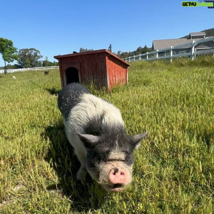 Harley Quinn Smith Instagram - Sonoma ❤️🔥🍷🕊️🐷🦩 part one of a dreamy vegan vacation 🎀