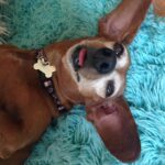 Harley Quinn Smith Instagram - Goodbye sweet Shecky ❤️ we got Sheck when I was 5 years old, so life without her seems very strange. She made it to 18, but it still doesn’t feel like enough time. She was such a special little wiener. She will be so missed 😔❤️