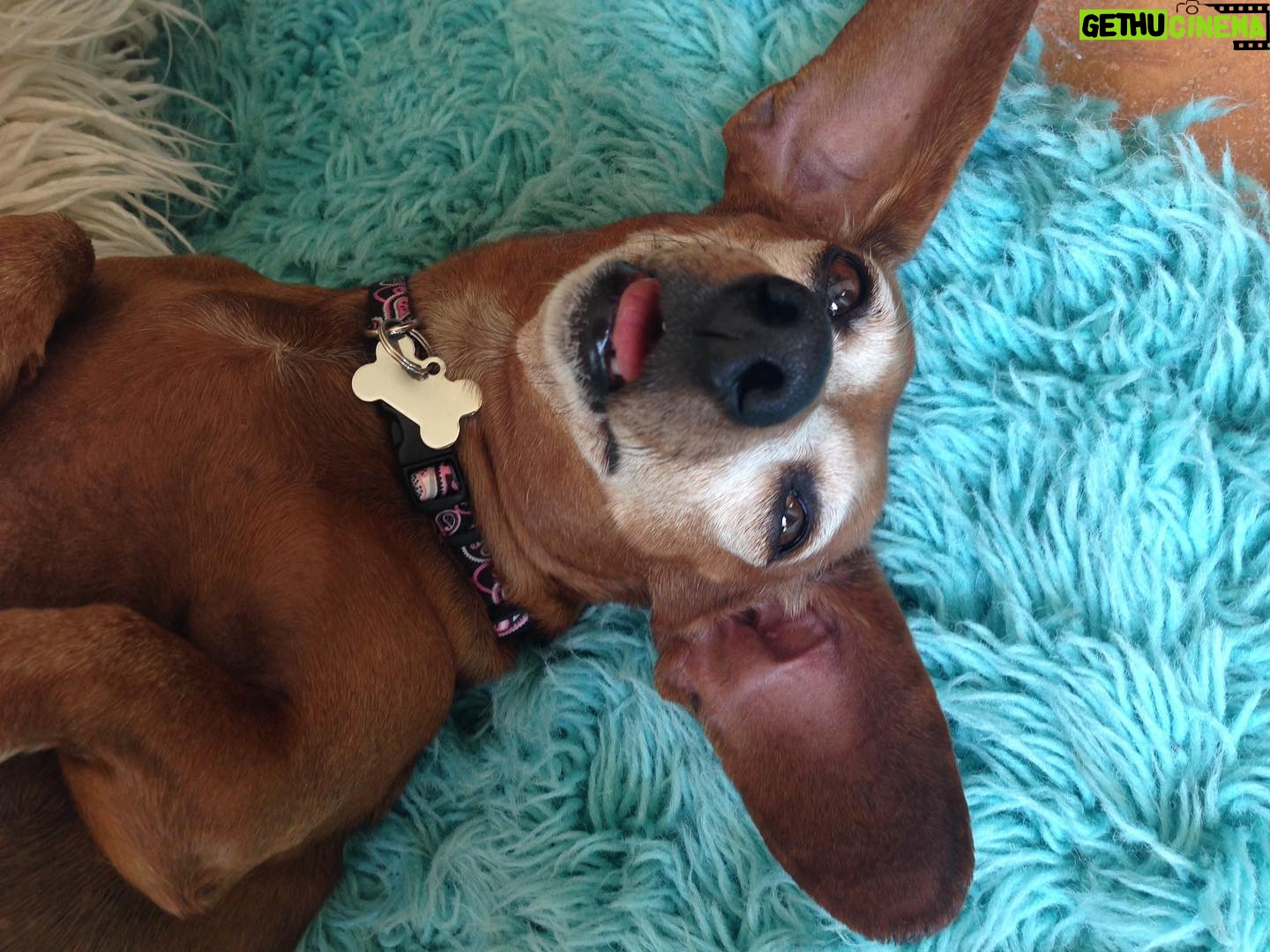 Harley Quinn Smith Instagram - Goodbye sweet Shecky ❤️ we got Sheck when I was 5 years old, so life without her seems very strange. She made it to 18, but it still doesn’t feel like enough time. She was such a special little wiener. She will be so missed 😔❤️