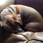 Harley Quinn Smith Instagram - Goodbye sweet Shecky ❤️ we got Sheck when I was 5 years old, so life without her seems very strange. She made it to 18, but it still doesn’t feel like enough time. She was such a special little wiener. She will be so missed 😔❤️