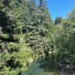 Harley Quinn Smith Instagram - Mendocino! 🦭💐🌊🦌 part two of a dreamy vegan vacation 💝