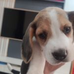 Harshita Ojha Instagram – Welcome home Oscar baby ❤️🧿
#oscar #instagram #reels #harshitaojha