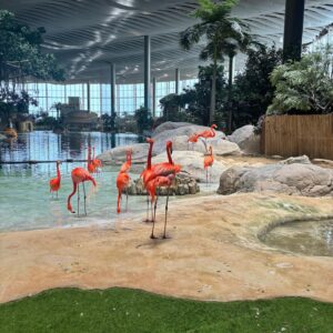 Harshita Ojha Instagram - Abu dhabi day 3 and the last day was the best one,someone take me back to sea world 🧿❤️
#abudhabi #travel #dubai #seaworld #harshitaojha