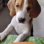 Harshita Ojha Instagram - Always hungry #dogoftheday #puppiesofinstagram #beagle #harshitaojha