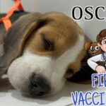 Harshita Ojha Instagram – Hello guyyyzzz
So this is oscar ke pehle vaccination ka video
I have given plenty of information towards the end so make sure u watch the entire video ❤️🧿
#harshitaojha #dog #puppy #beagle 
SUBSCRIBE AND LIKE❤️

CONNECT WITH ME ON SOCIAL MEDIA
Instagram: https://www.instagram.com/officialharshitaojha10/
Facebook: https://www.facebook.com/officialharshitaojha10