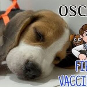 Harshita Ojha Instagram - Hello guyyyzzz
So this is oscar ke pehle vaccination ka video
I have given plenty of information towards the end so make sure u watch the entire video ❤️🧿
#harshitaojha #dog #puppy #beagle 
SUBSCRIBE AND LIKE❤️

CONNECT WITH ME ON SOCIAL MEDIA
Instagram: https://www.instagram.com/officialharshitaojha10/
Facebook: https://www.facebook.com/officialharshitaojha10