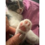 Hasibe Eren Instagram - Kasım Z raporu 🍁 ⚠️ Dump, dişleri yerinden zangırdatacak tatlılıkta pati içermektedir ⚠️
