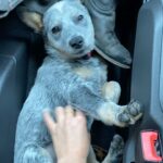 Hassie Harrison Instagram - national dog day you say?